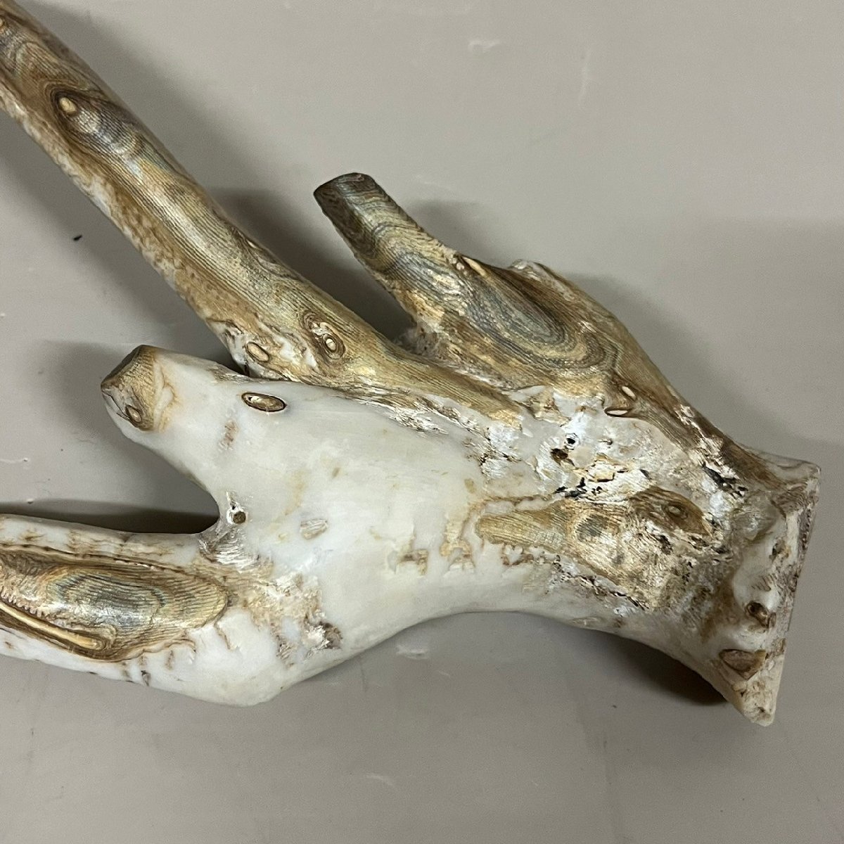 海松 深海松 レインボーコーラル 原木 珊瑚 希少