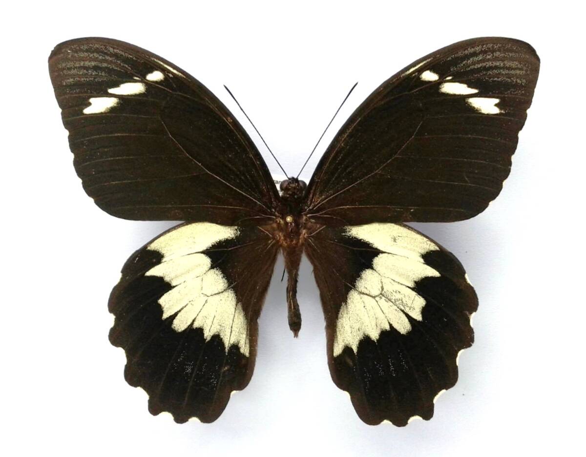 Yahoo!オークション - 蝶 標本 ガンブリシウスアゲハ gambrisius ♂ Am