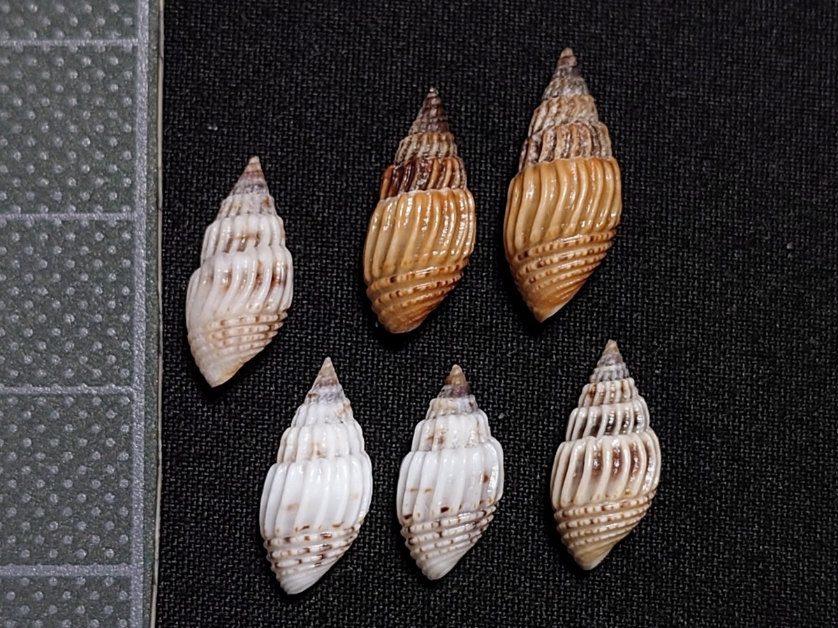 ☆貝☆貝殻☆標本☆ ネジヒダカワニナ系 6個