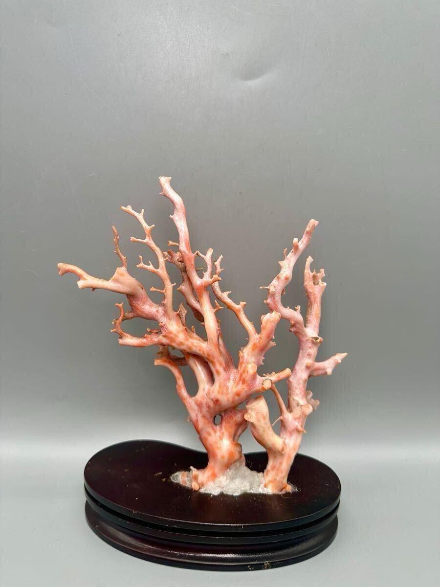 天然深海赤珊瑚 サンゴ 一刀彫三本脚の蛙 置物 入手困難 骨董 WWFT006
