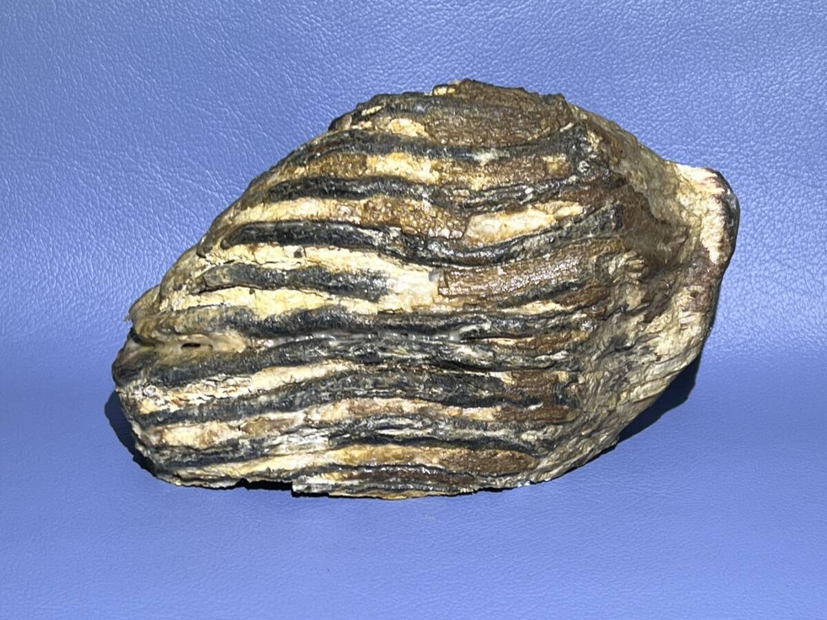 Yahoo!オークション - マンモス ナウマンゾウ 歯化石 臼歯 新生代第四