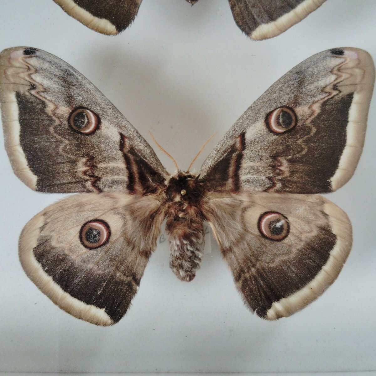 外国産蛾標本クジャクヤママユ spini 蝶標本貴重な野外品
