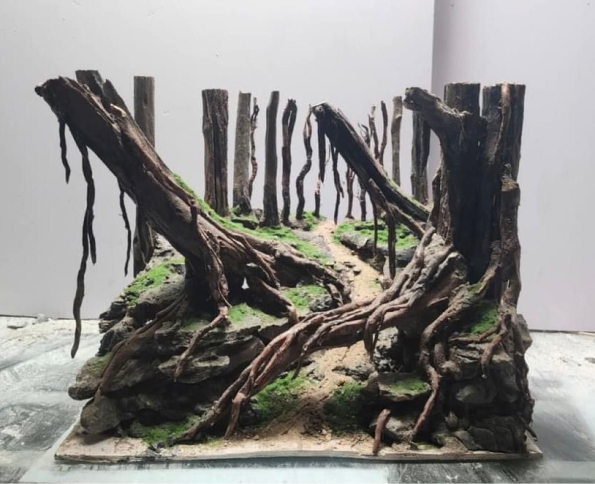 60cm水槽用流木、レイアウト