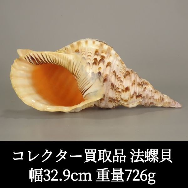 節約 魔除け 法螺貝 ホラ貝 ほらがい 置物 修験道 魔除け 法螺貝 ホラ