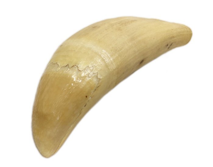 マッコウクジラの歯 根付け 印材 マッコウクジラ 抹香鯨 鯨歯印材 重量