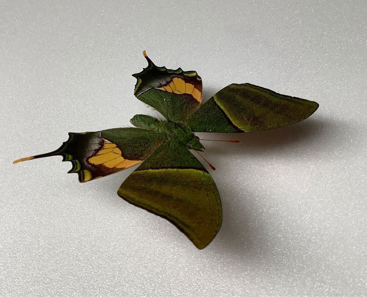 蝶標本 テングアゲハ 貴重種 (ラオス産)