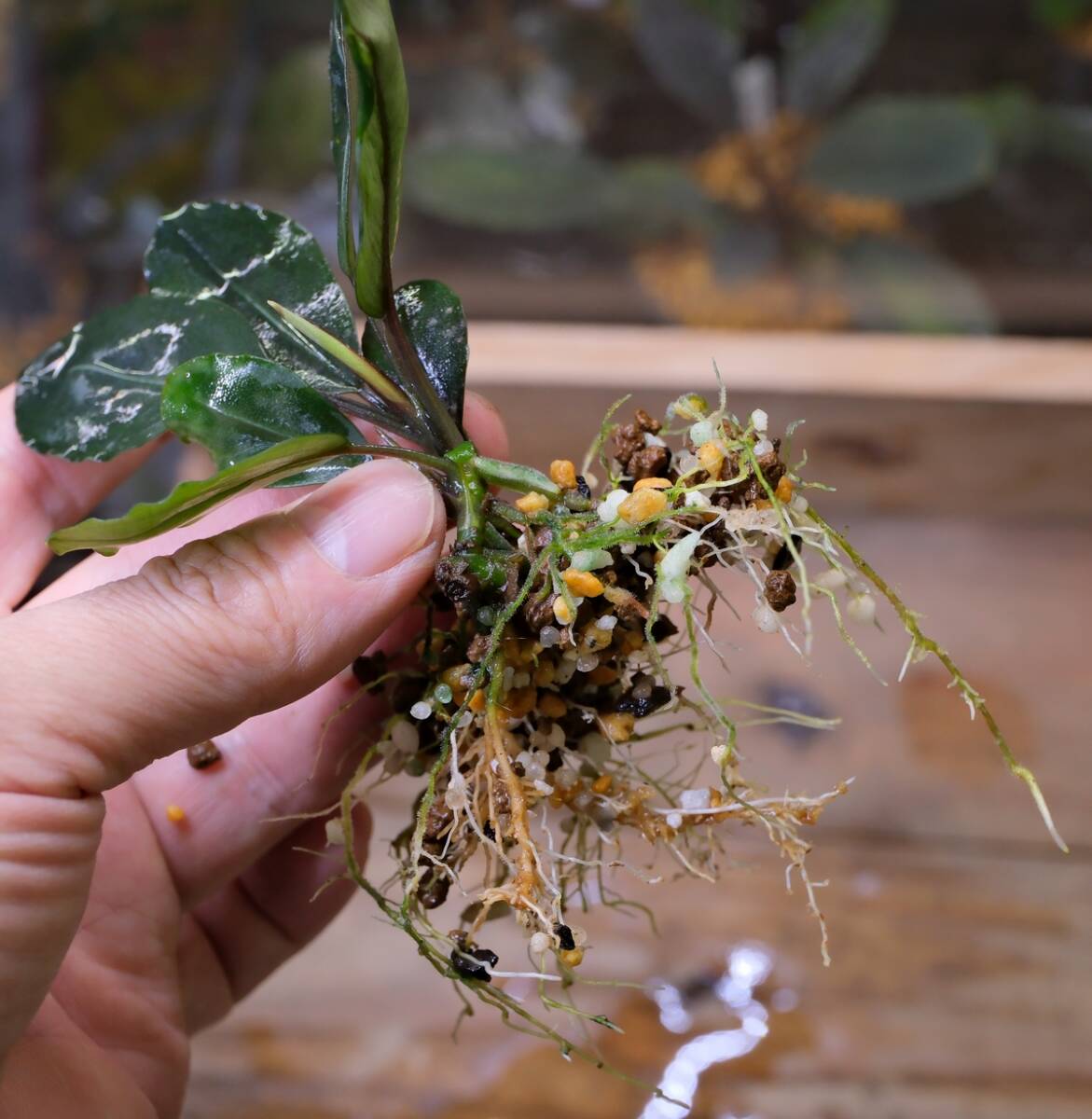 Yahoo!オークション - Bucephalandra sp.Pearl Gray ブセファランドラ