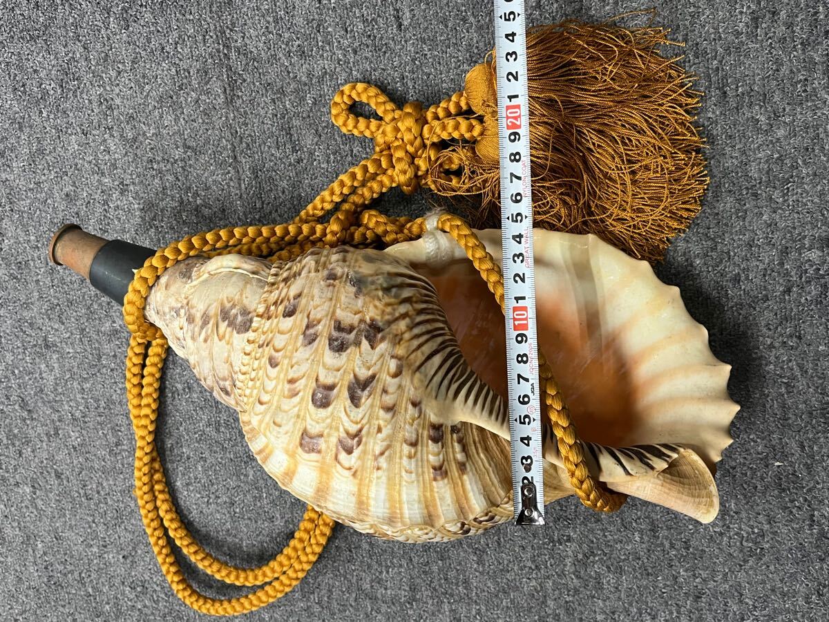 法螺貝 NO−54S ホラ貝、和楽器、和太鼓、修験道 法螺貝NO−54S