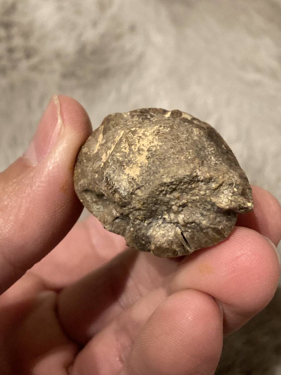 新種のアンキロサウルス スピコメルスの棘 化石 /カルカロドント