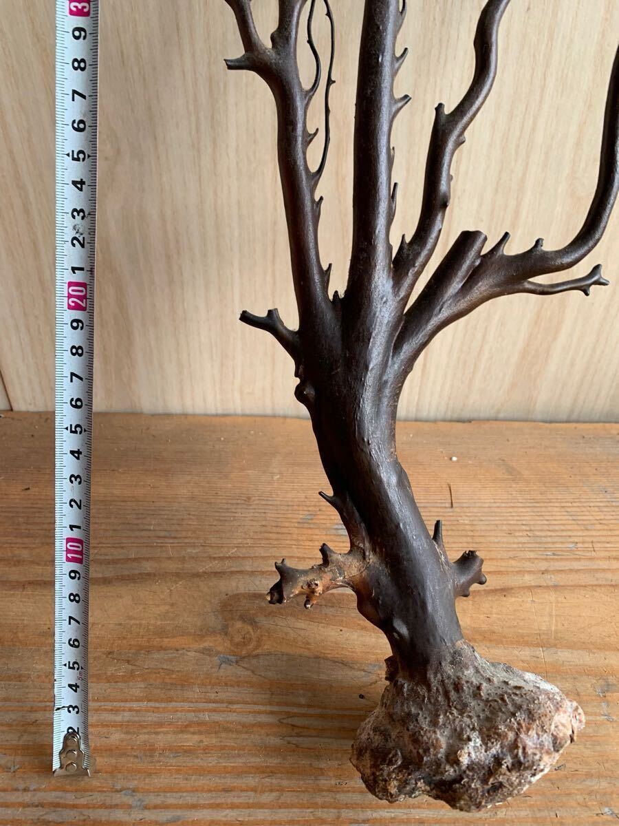 美品 未使用 貴重 海松 黒珊瑚 原木 周囲約10センチ