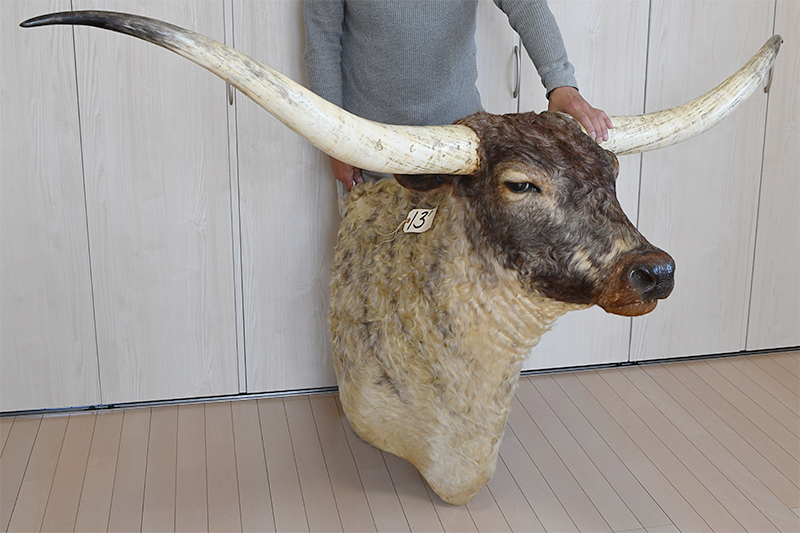 Yahoo!オークション - アメリカ テキサス ロングホーン 剥製 ショルダ