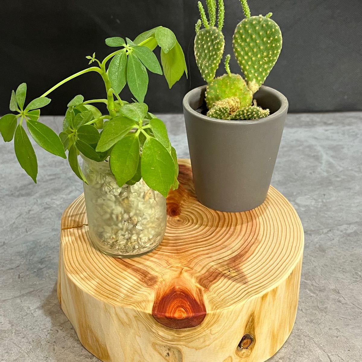 N3299 天然木 切り株 丸太 置物台 天然木 切り株 丸太 くり抜き 置物台