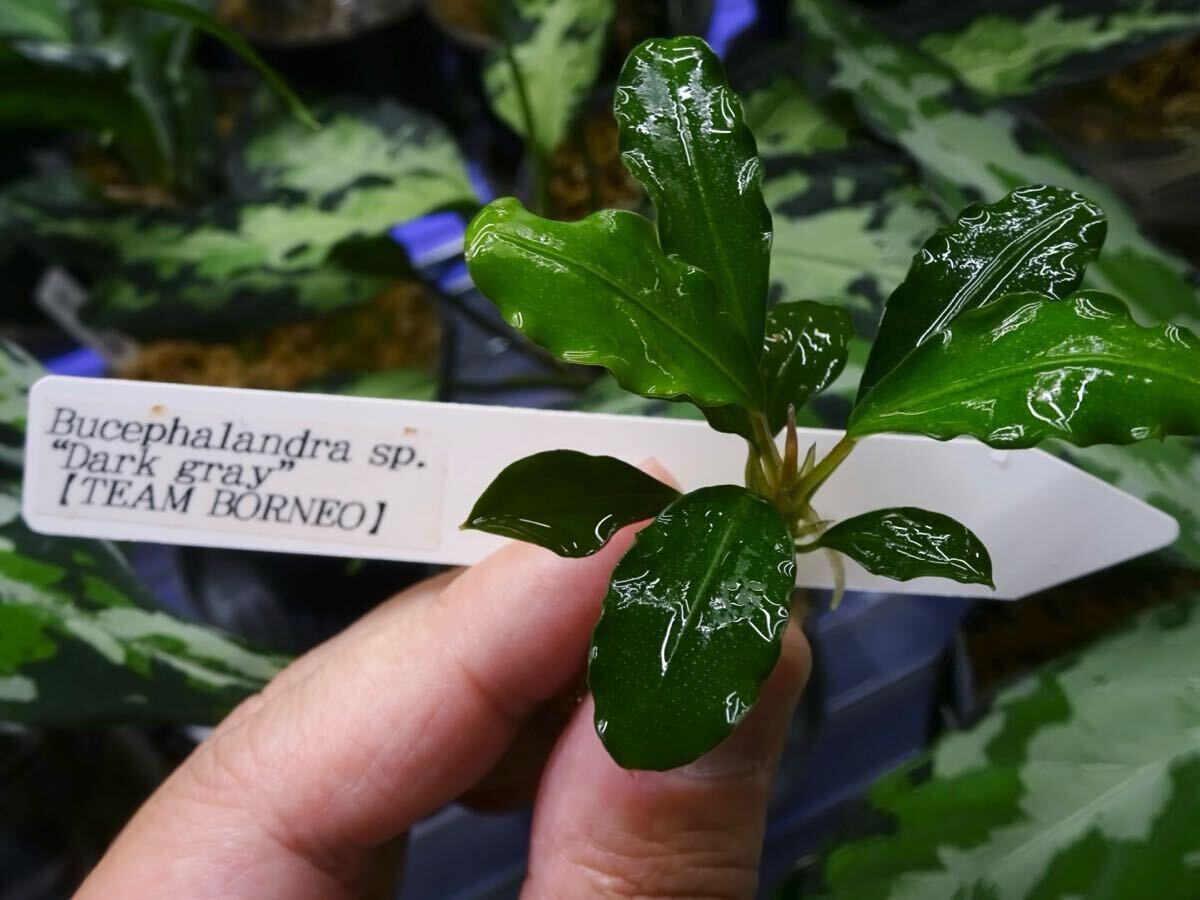 Bucephalandra sp. 