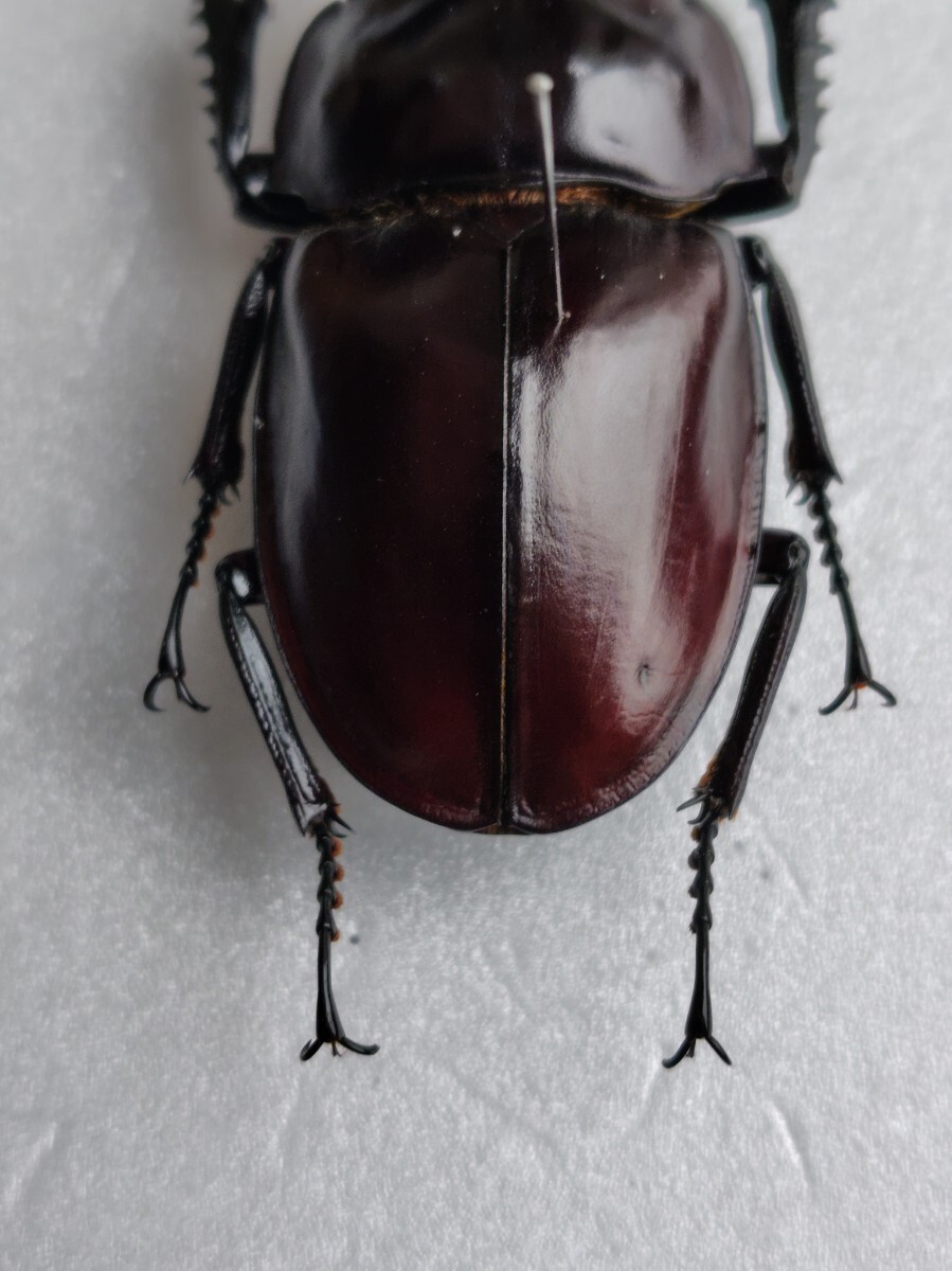標本(飼育品)：ヤエヤマ マルバネ クワガタ ♂3頭