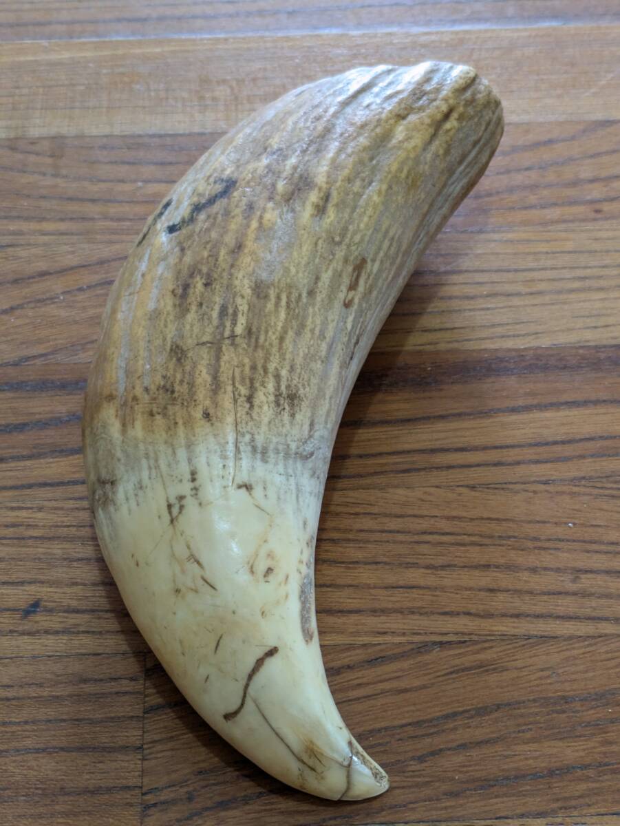 鯨の歯 牙 マッコウクジラ 重量378.1g レア 希少 大きめ 重め キバ 鯨