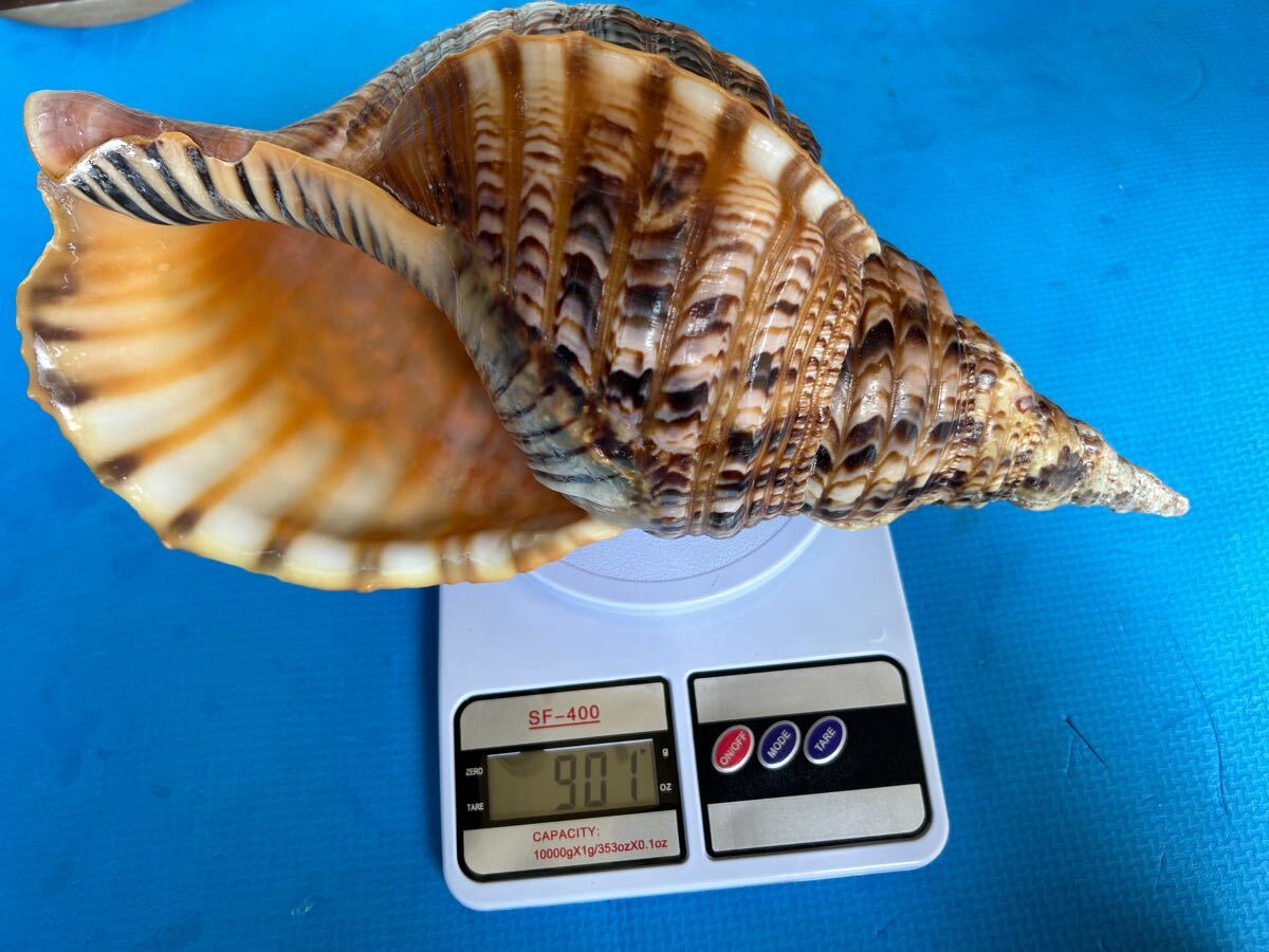 法螺貝 自然な巻貝装飾品 約34cm 法螺貝 自然な巻貝装飾品 約34cm