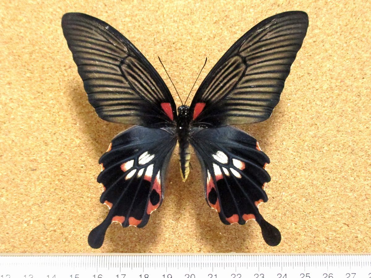 ナガサキアゲハ（メス、タイ産飼育品） ナガサキアゲハ（メス、タイ産