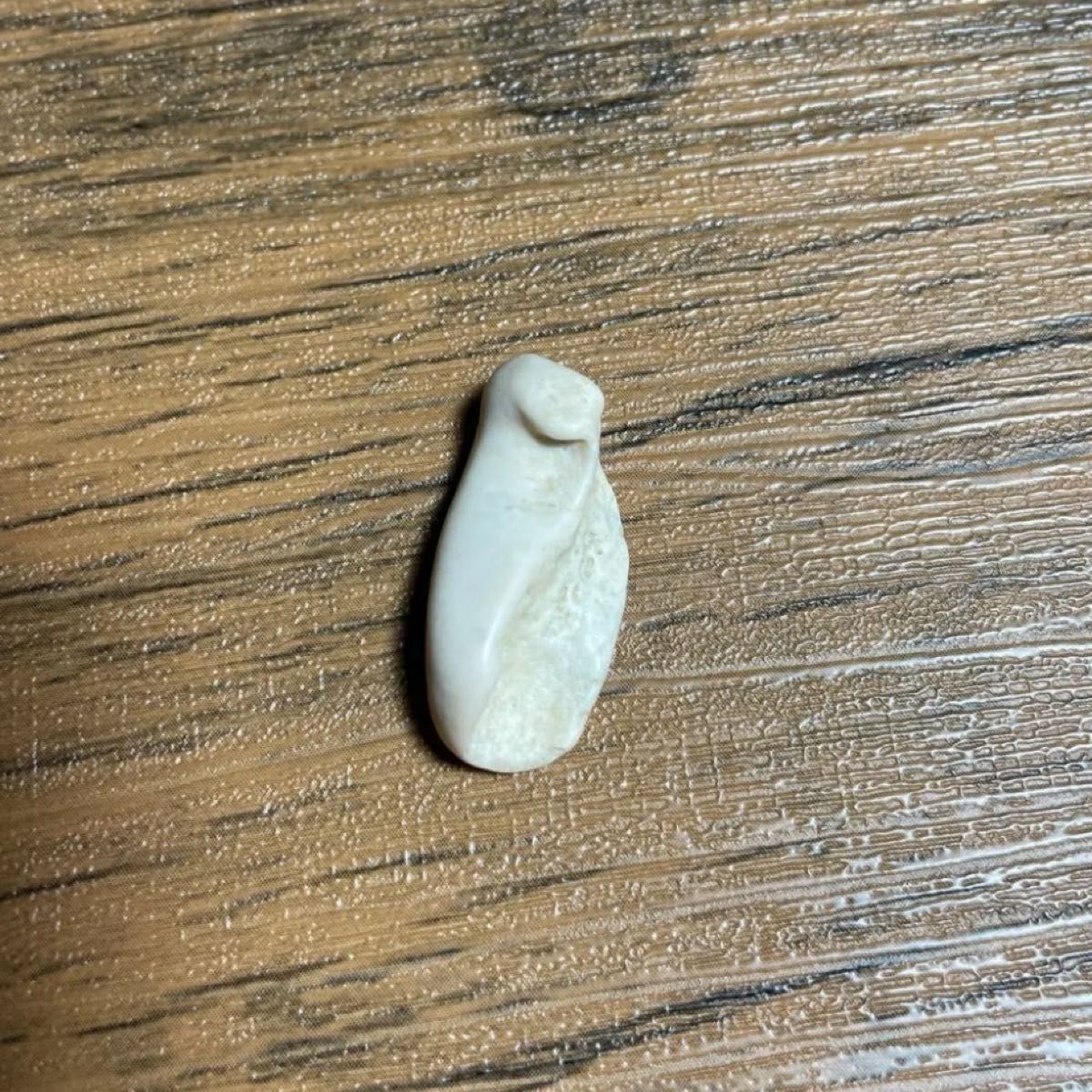 イルカ 耳骨 あぶみ 化石 海のお守り 幸運のお守り 南房総 9個