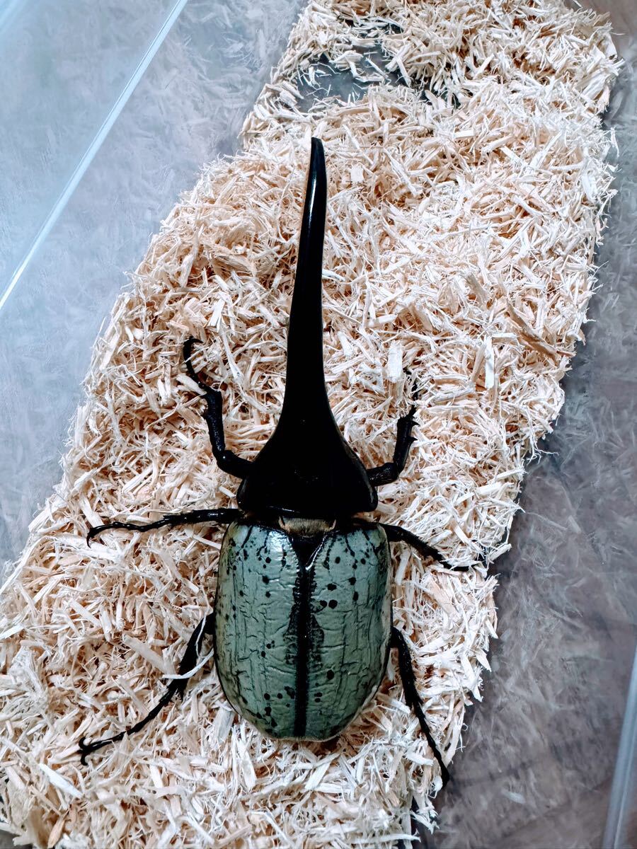 ヘラクレスヘラクレスbr/ブルー系標本 【公式通販】