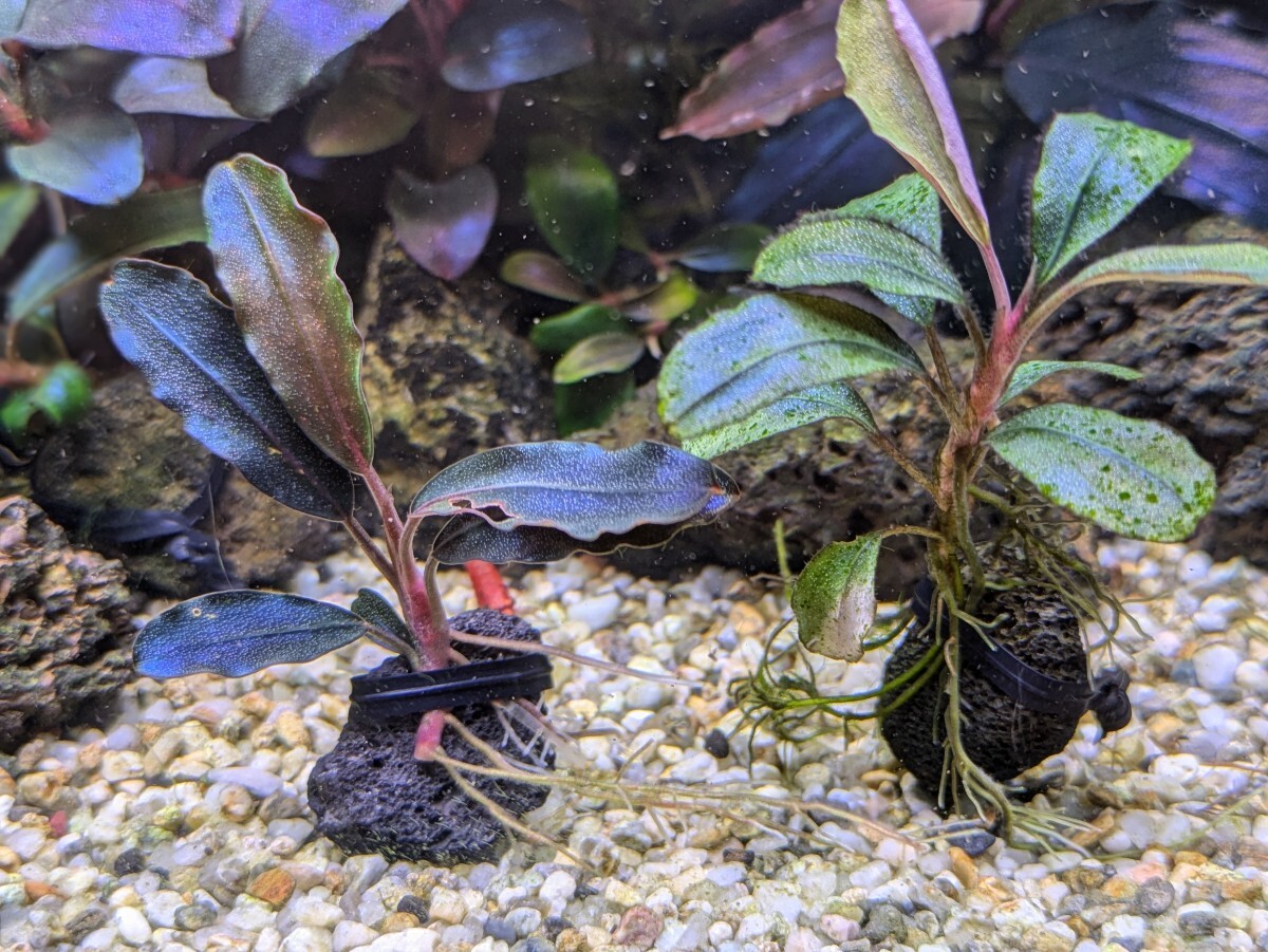 ブセファランドラsp Galaxy metallic midnight blue 完全水中葉 No 6