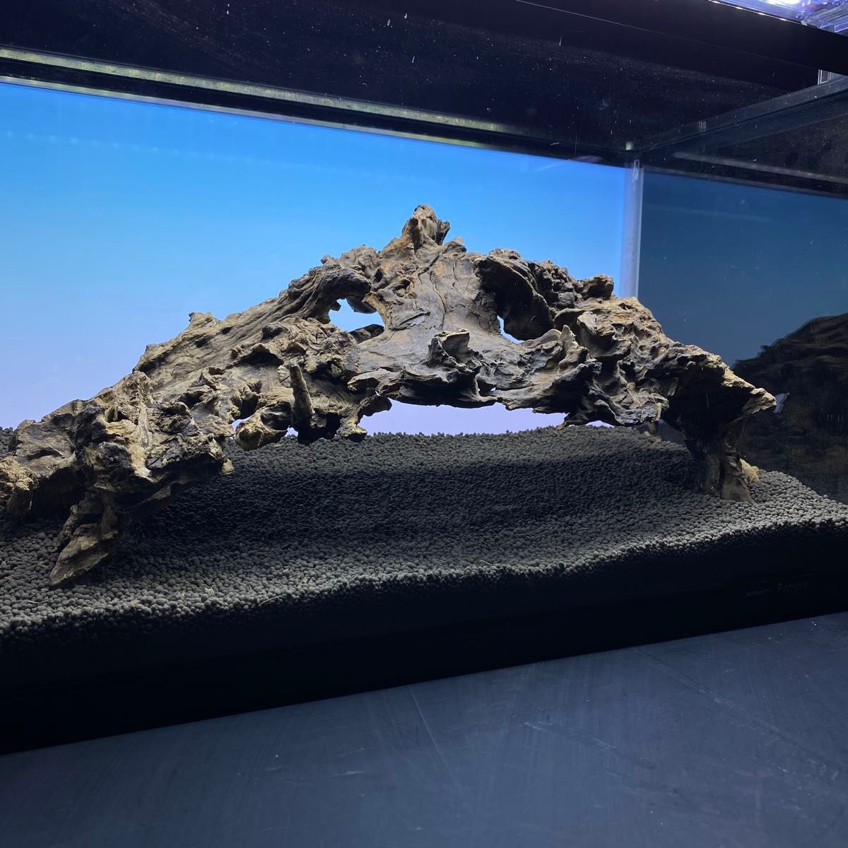 MJW-5804 ジンジャーウッド 2本セット 天然流木 アクアリウム｜Yahoo