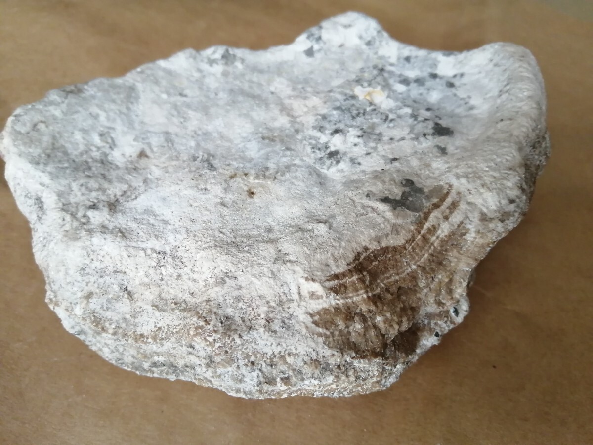 北投石 原石（特別天然記念物） ラジウム鉱石 玉川温泉 ホクトライト