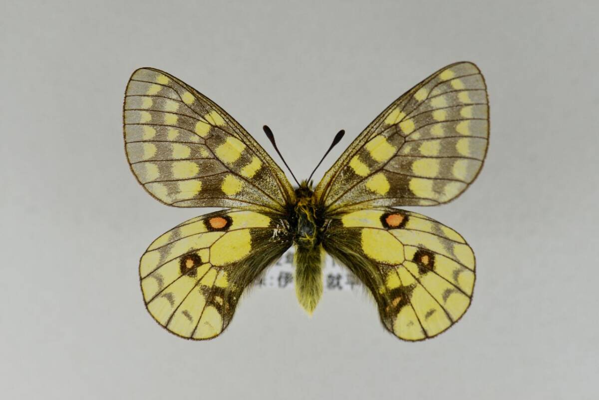 北海道特産種の蝶 標本 北海道特産種の蝶 標本 【公式通販】