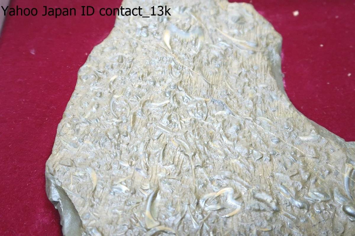 中国山東省の三葉虫化石/北海道大学地質学者・戸苅賢二鑑定/和名を蝙蝠