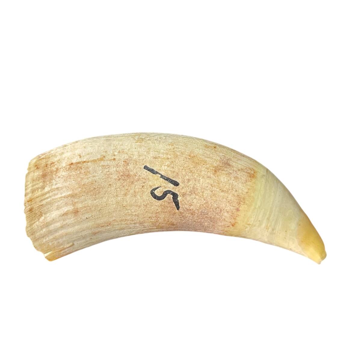 O-821】希少 鯨歯 抹香鯨 マッコウクジラ 歯 鯨牙 牙 クジラ歯 O-821】