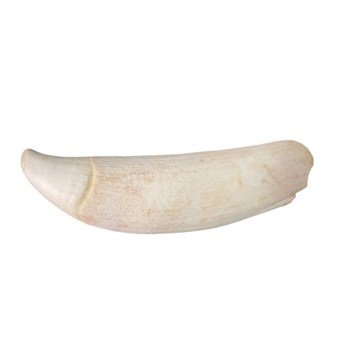 マッコウクジラ 歯 牙 鯨 マッコウクジラ 歯 牙 鯨 ◇クジラ 歯 約57g