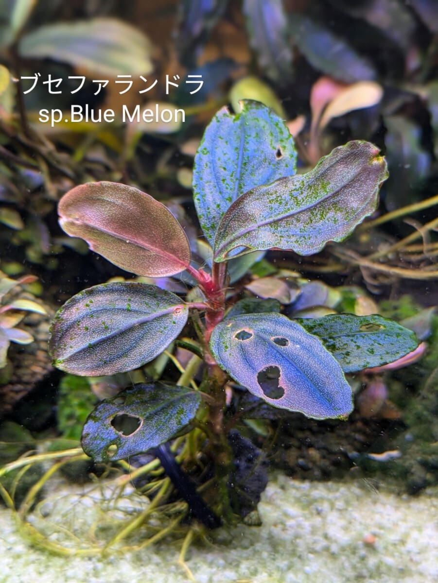 ブセファランドラsp Blue Melon（ブルーメロン）完全水中葉 No 2