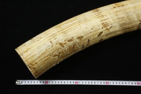 天然素材 重量約150gマンモス 白材 美術品加工素材用 道具用 中古品