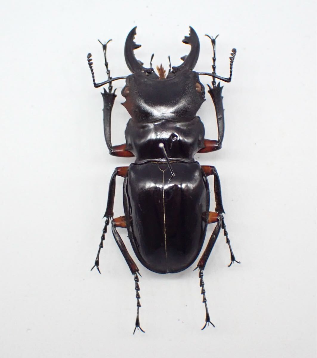 野外標本】インペリアリスツヤクワガタ(ボルネオ/パラワン)まとめ売り