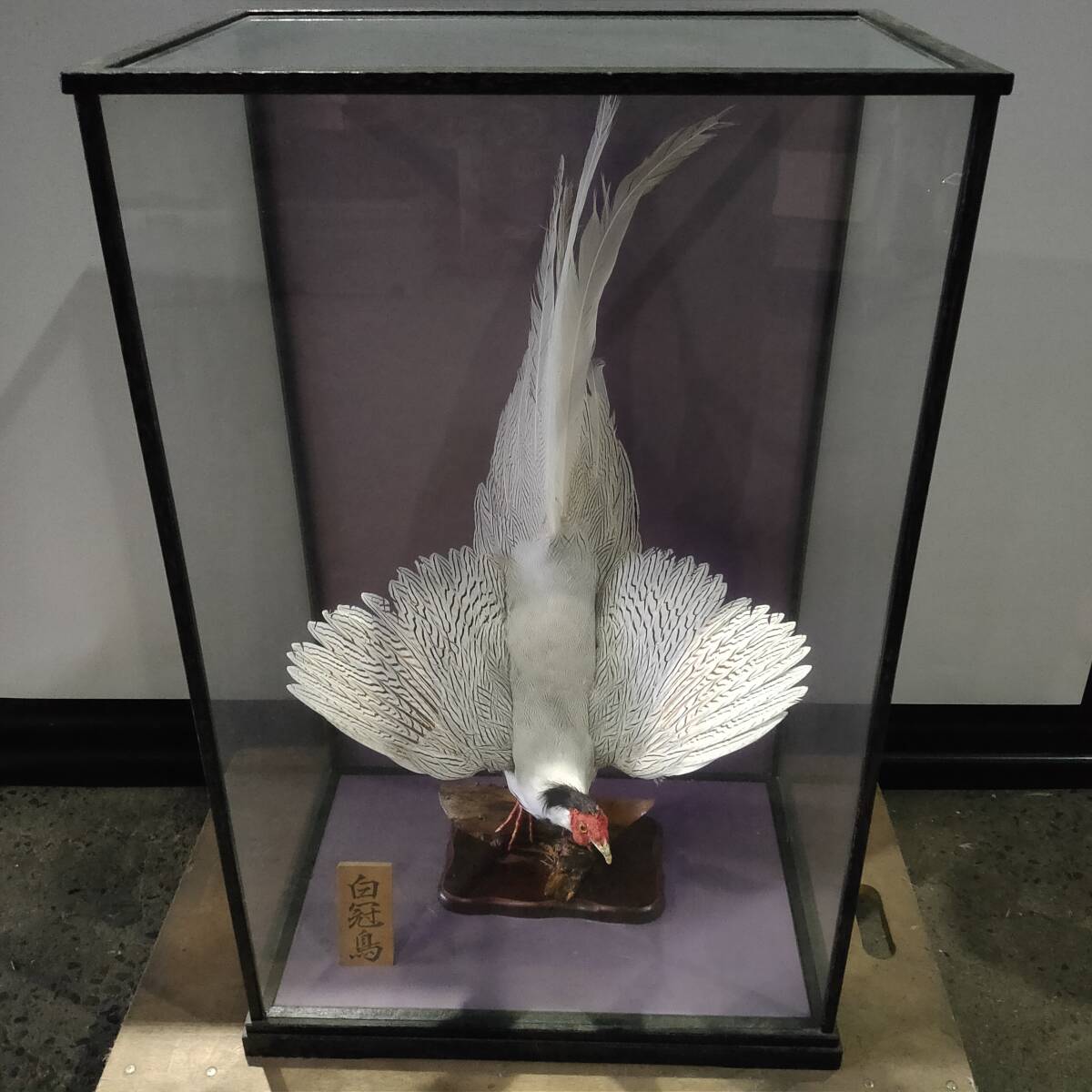 良い 超貴重 超稀少 極楽鳥剥製 大型ガラスケース付 40年程前に購入 超