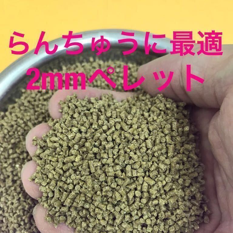 有）JUN 高純度 国産モンモリロナイト 5kg 水質改善 ミネラル 新品