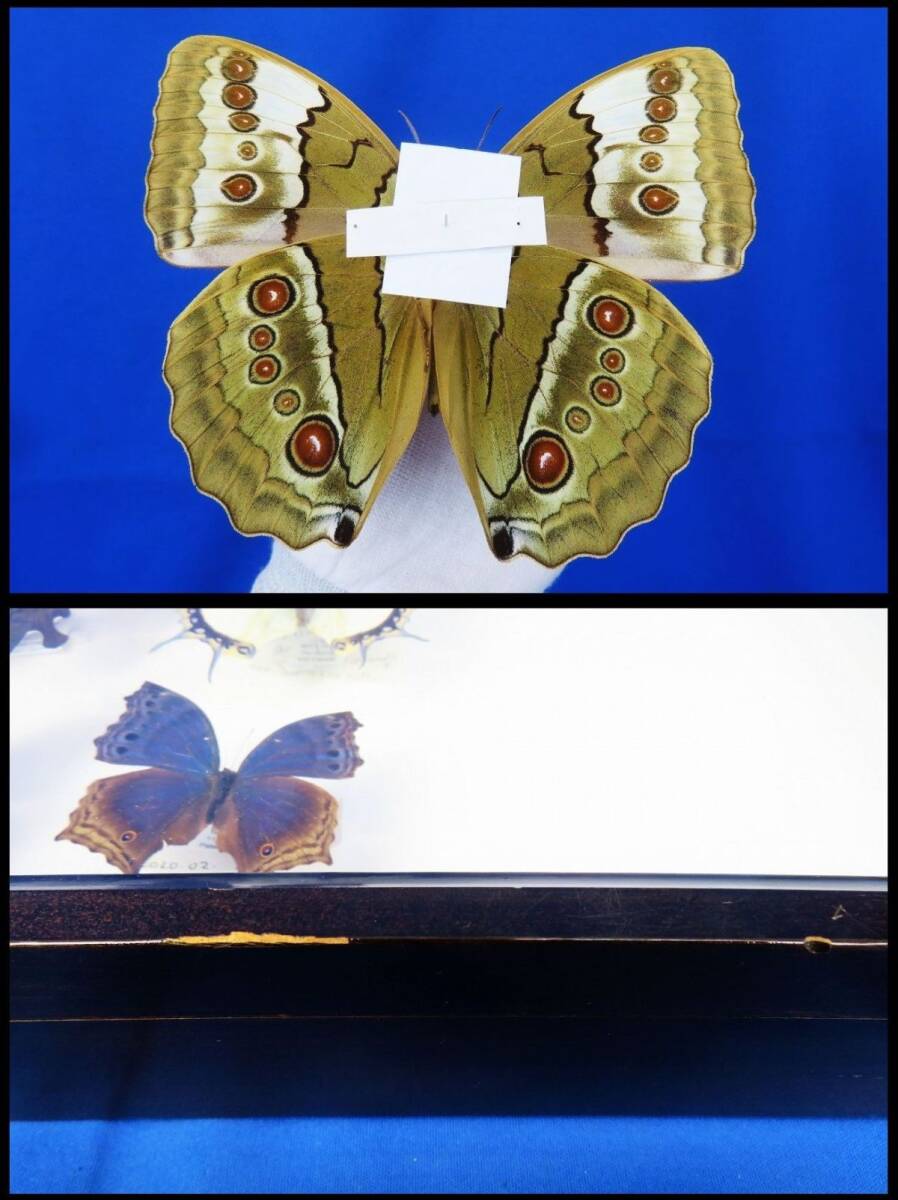 送料無料，新品 佐四R9141◇蝶 標本(10)【ベトナム(ツマジロワモンチョウ?/