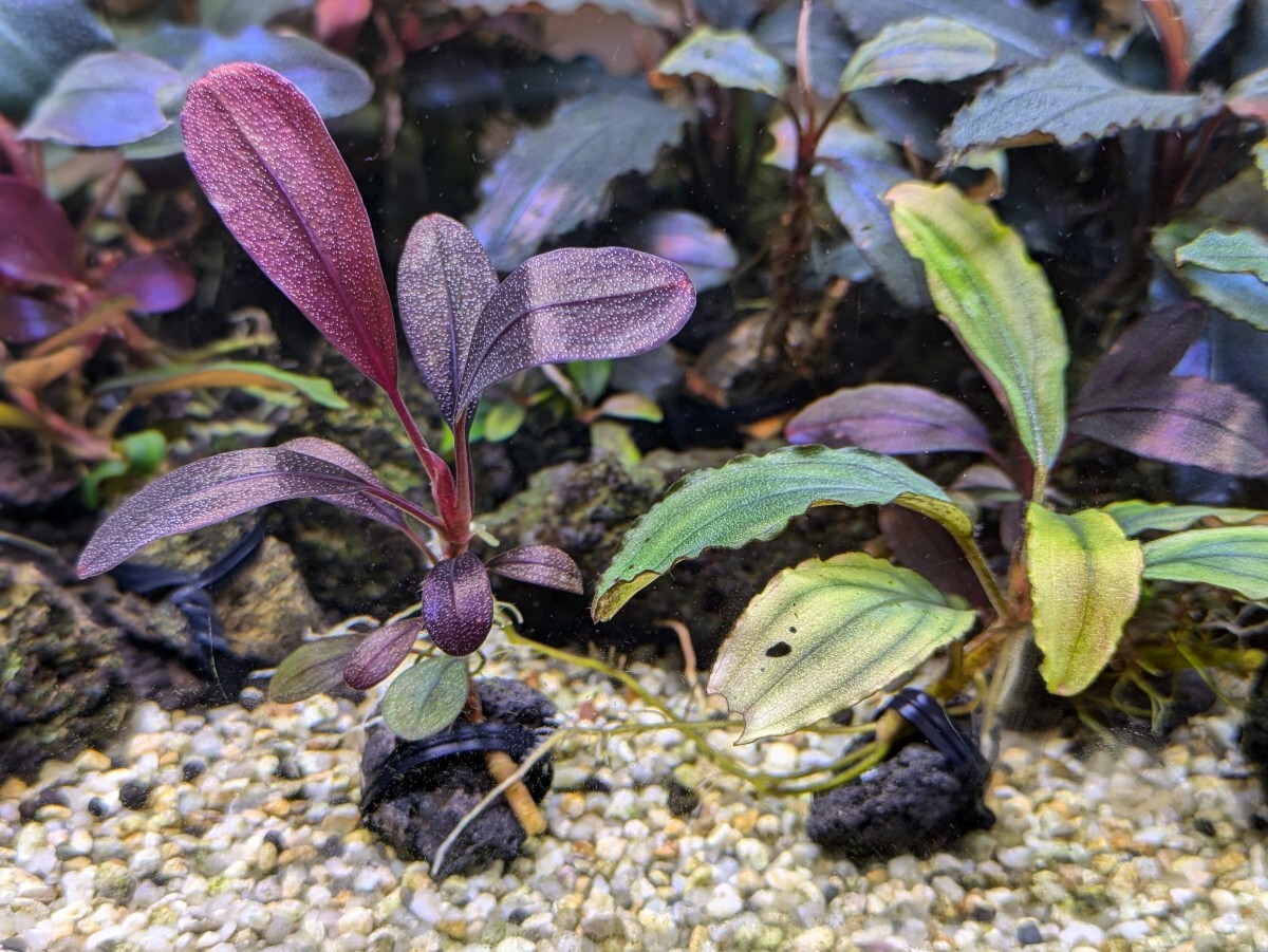 ブセファランドラsp Ghost kalimantan（ゴーストカリマンタン）完全