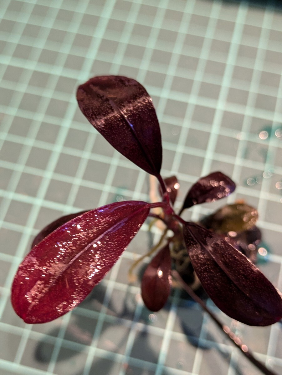 ブセファランドラsp Ghost kalimantan（ゴーストカリマンタン）完全