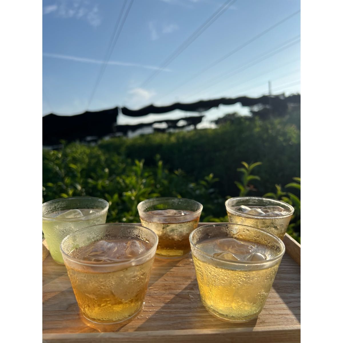 8/8-8/11まで】夏のお茶5種類飲み比べセット(計40個