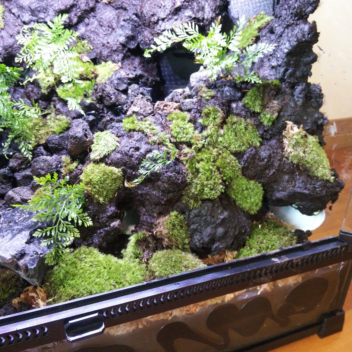 受注生産】滝のあるアクアテラリウム イモリウム 苔テラリウム アクア
