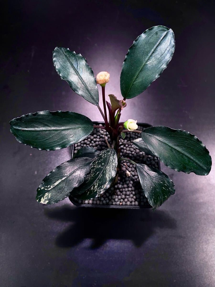 Bucephalandra sp. Bucephalandar sp.Motleyana super blue