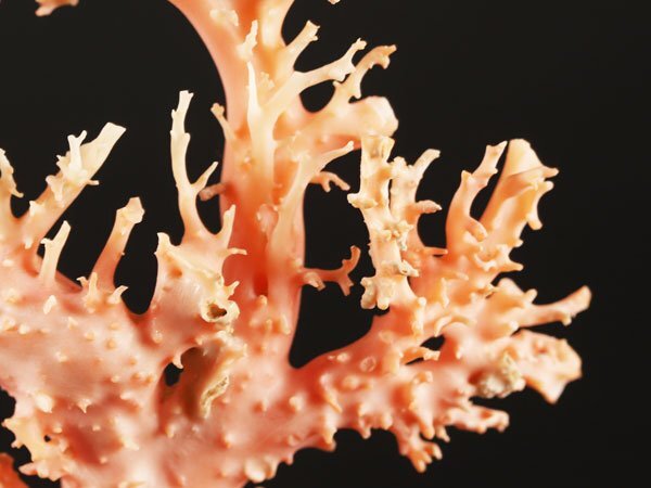 珊瑚 サンゴ 原木 希少 重さ56g オブジェ 置物 素材 珊瑚 サンゴ 原木