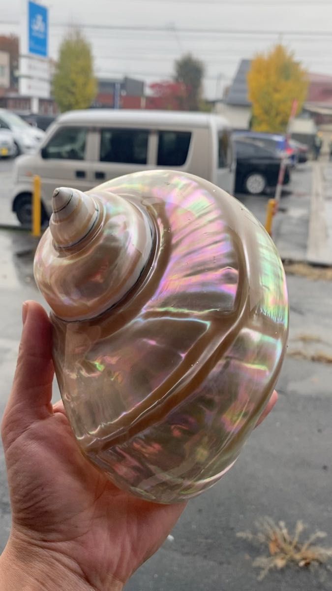 夜光貝 美品 15cm 前後300g以上 磨き上げ済み｜Yahoo!フリマ（旧PayPay