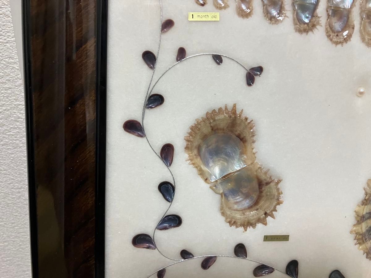 養殖真珠 標本 アートフレーム 成長順 額入り コレクション パール7粒