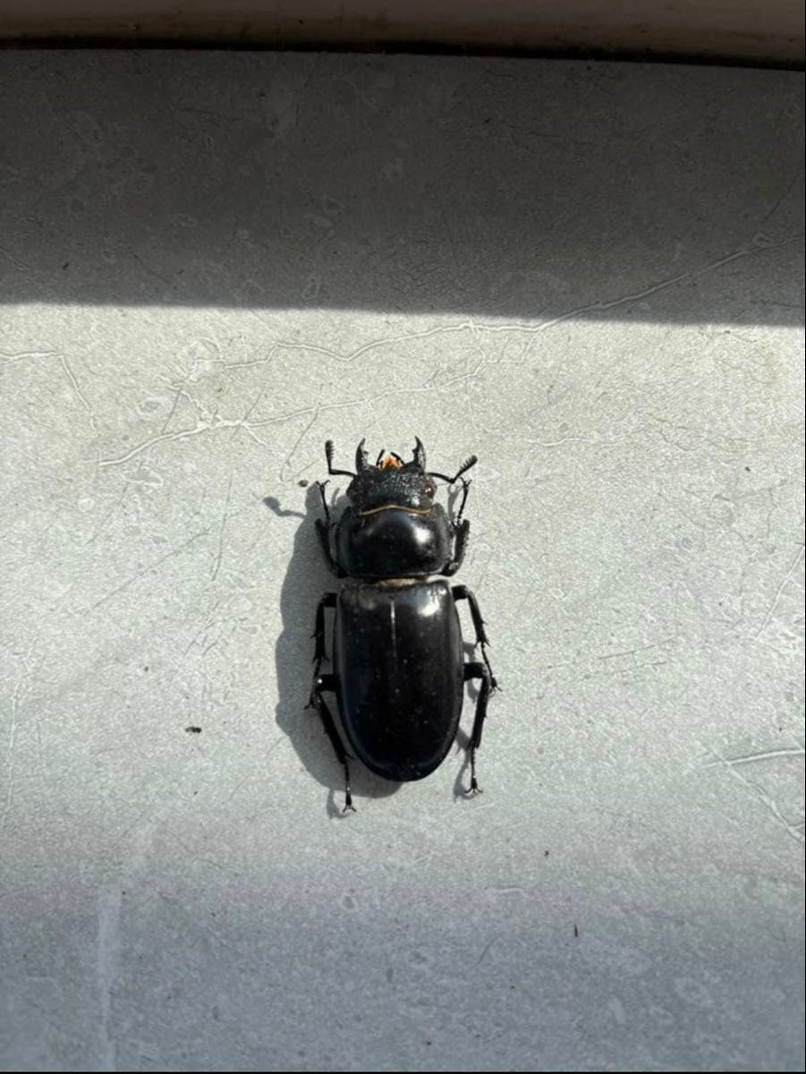 超大型】 マンディブラリスフタマタクワガタ 標本 オス メス 超大型