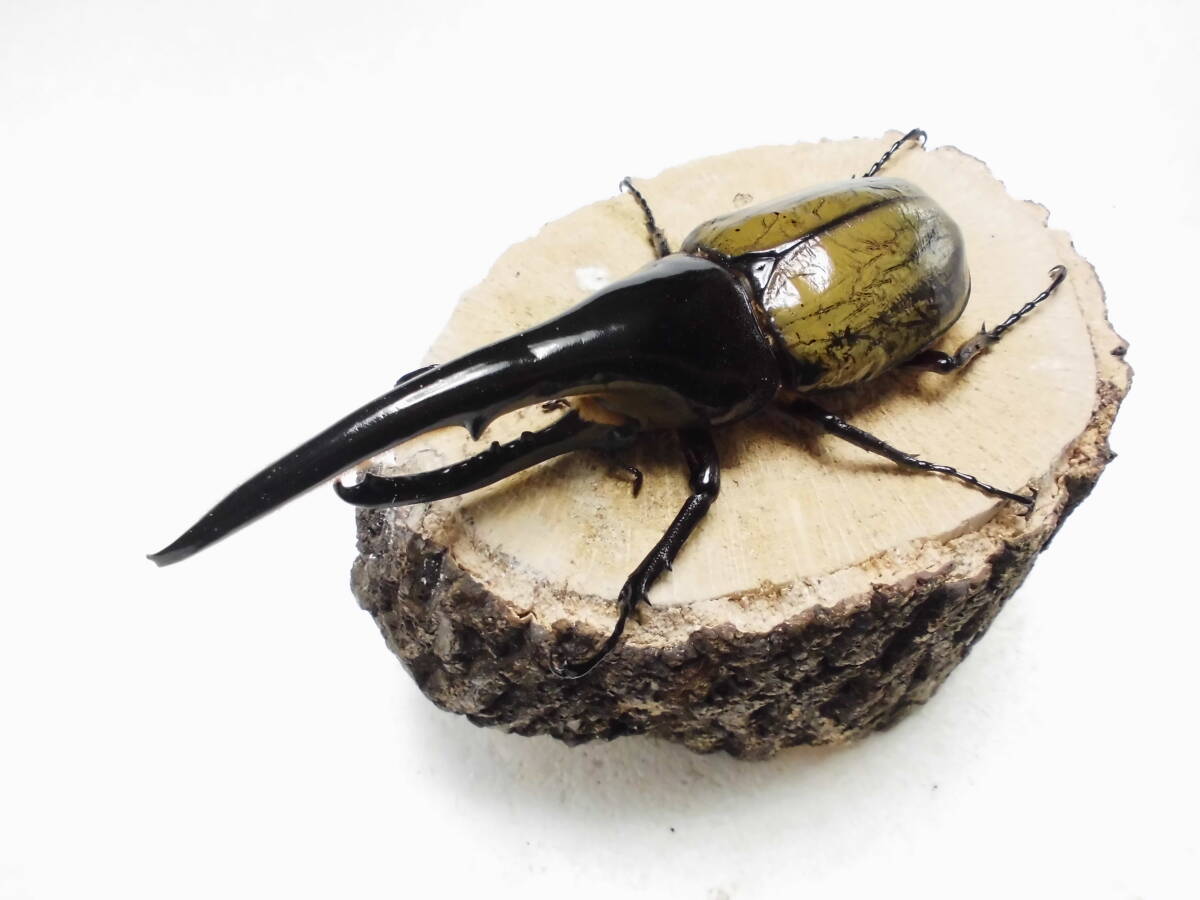 DHヘラクレス ヘラクレスオオカブト 成虫ペア ♂160mm ストア ♀68mm