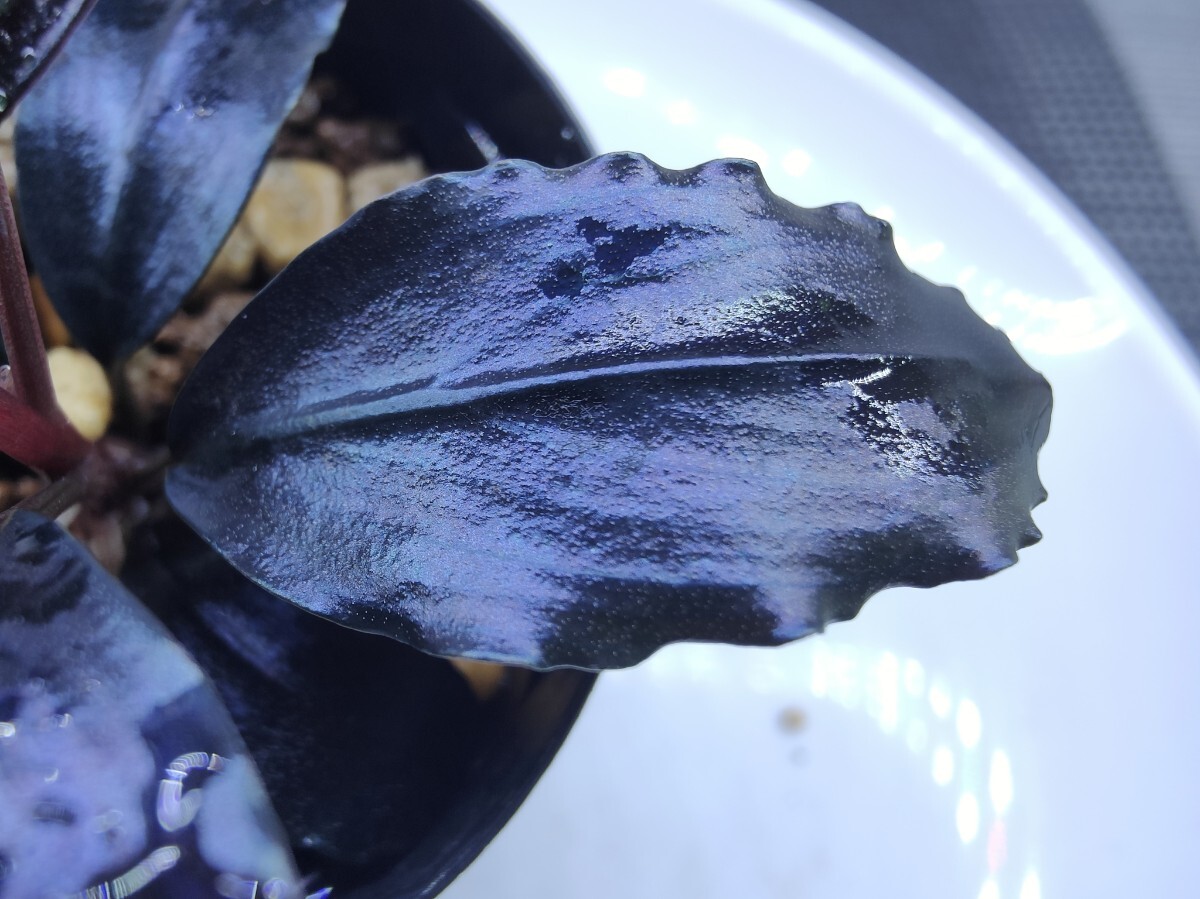 Bucephalandra sp.”Theia blue” 2019/01 水上葉 1株 ブセファランドラ