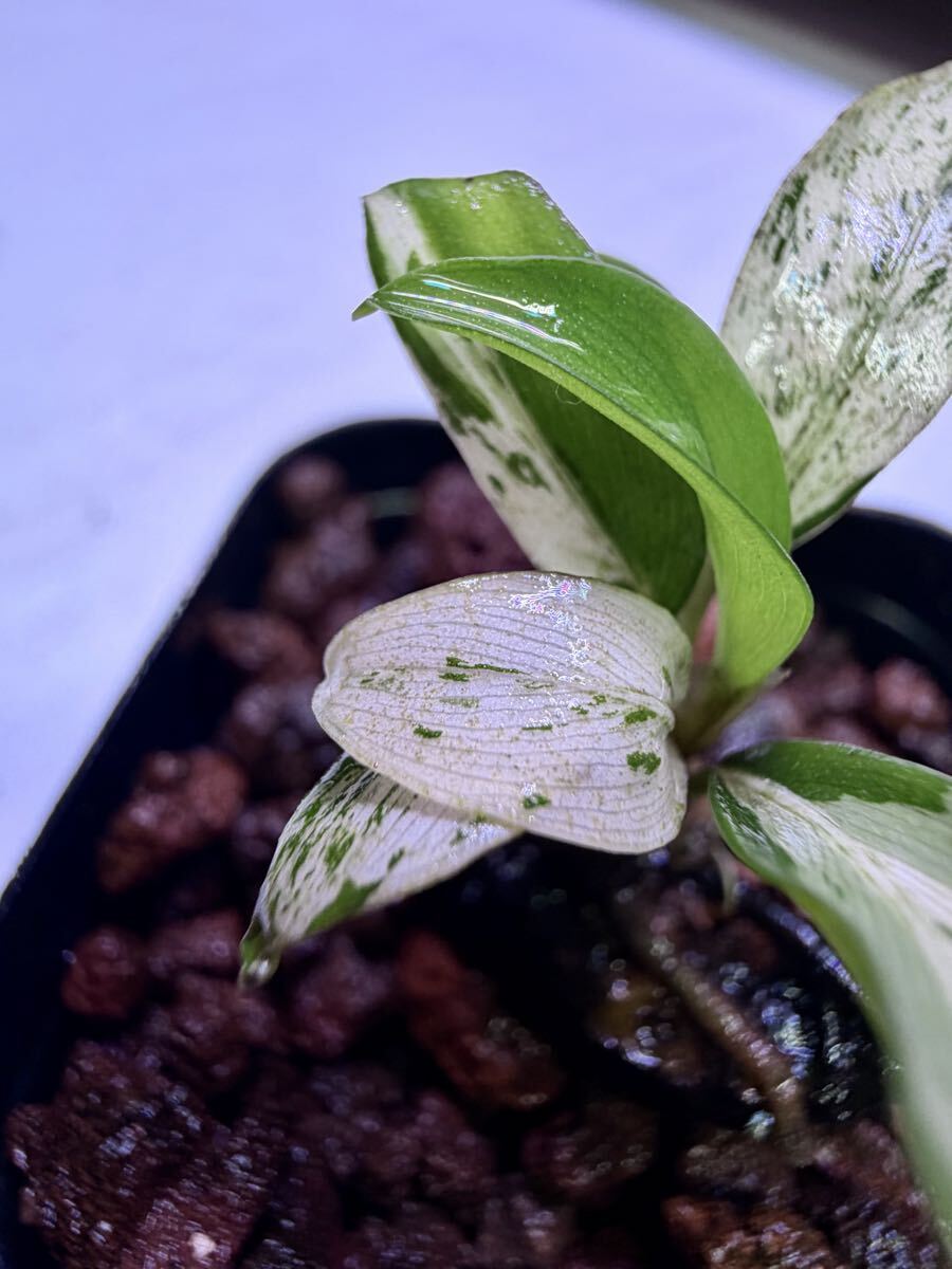 ブセファランドラ（斑入り株）Bucephalandra 良い Pipto variegated