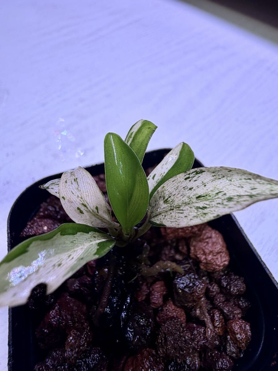 ブセファランドラ（斑入り株）Bucephalandra 良い Pipto variegated