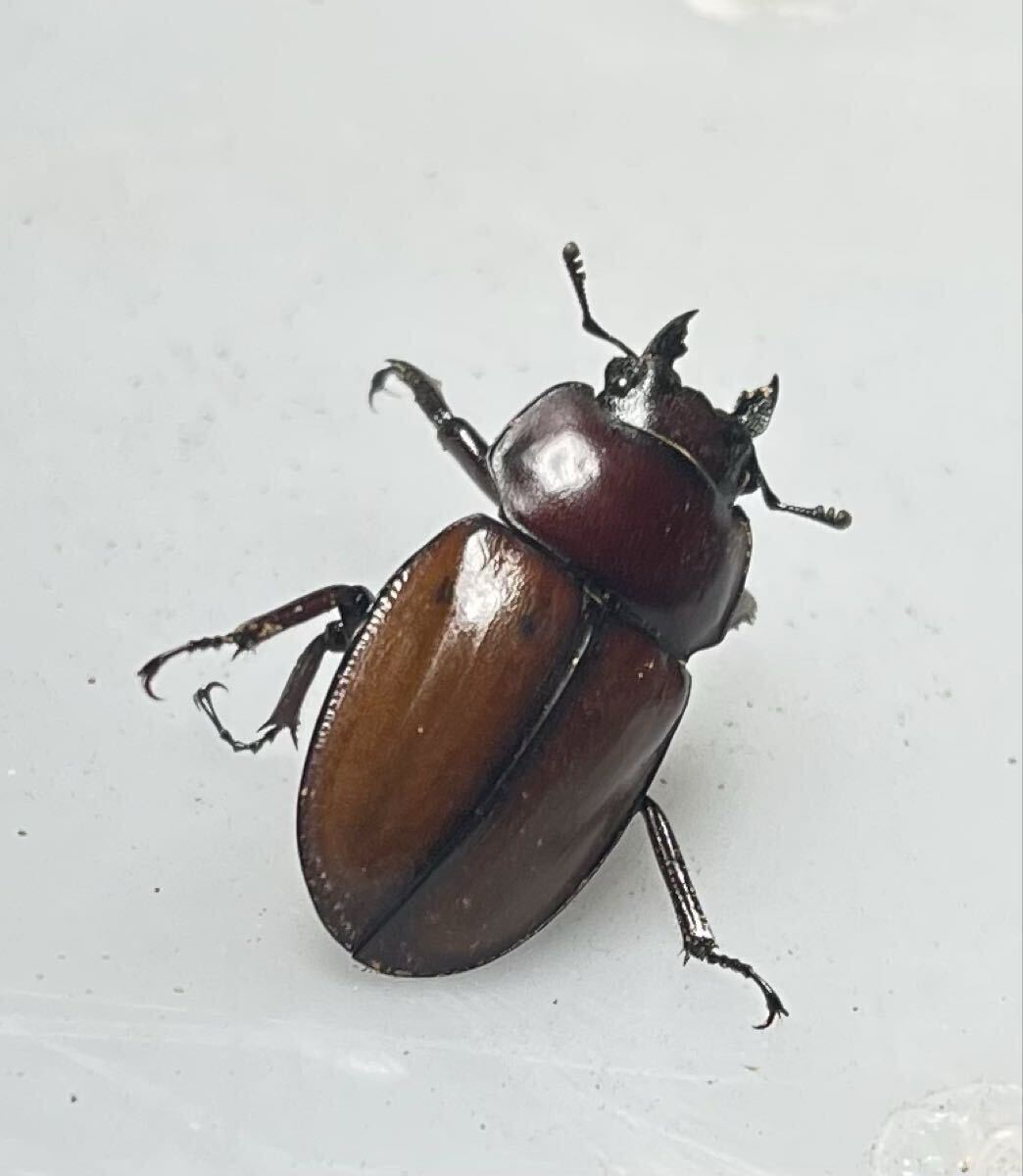 卸売 【真作】版画 宮下登喜雄 銅版画 裸婦と花々 モダンアート Y162